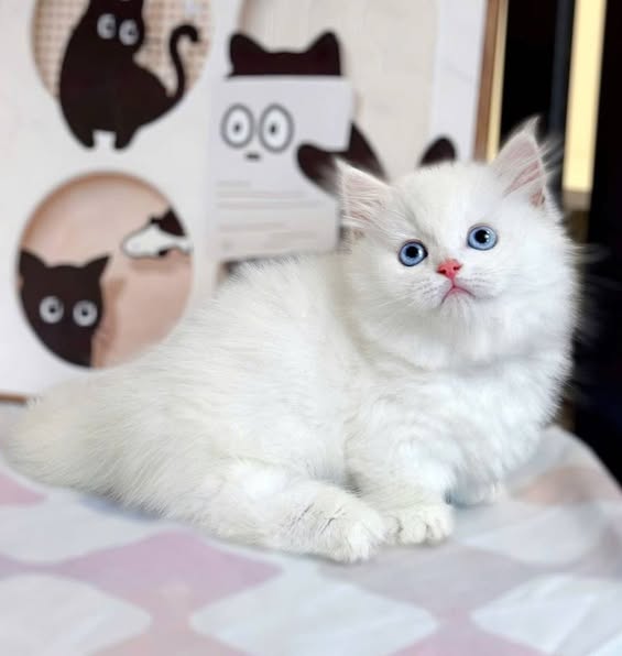 Munchkin Longhair