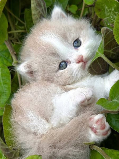 Munchkin Longhair
