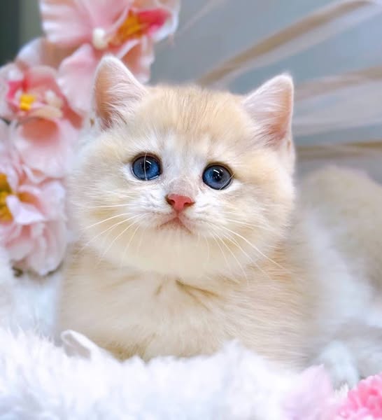 British Shorthair