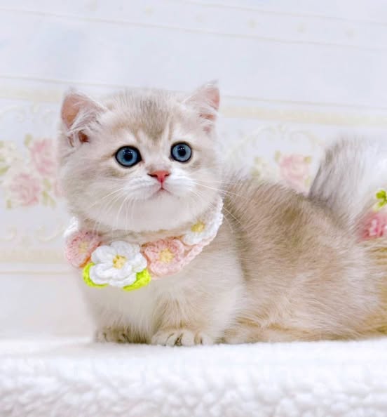 Munchkin