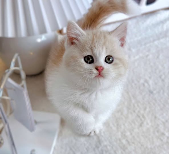 Munchkin