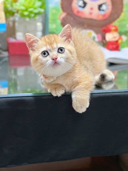 Munchkin