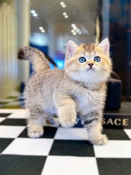 British Shorthair