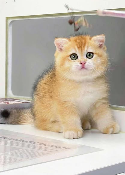 British Shorthair