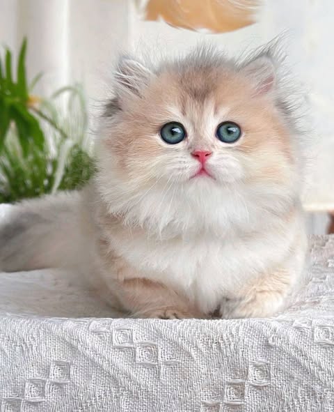Munchkin Longhair