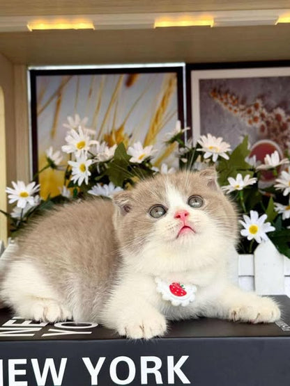 Scottish Fold