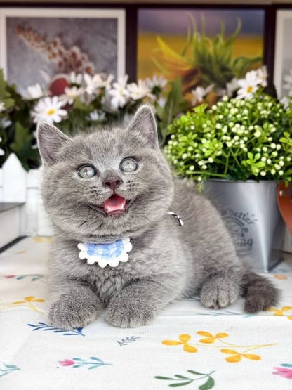British Shorthair