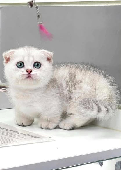 Munchkin Fold