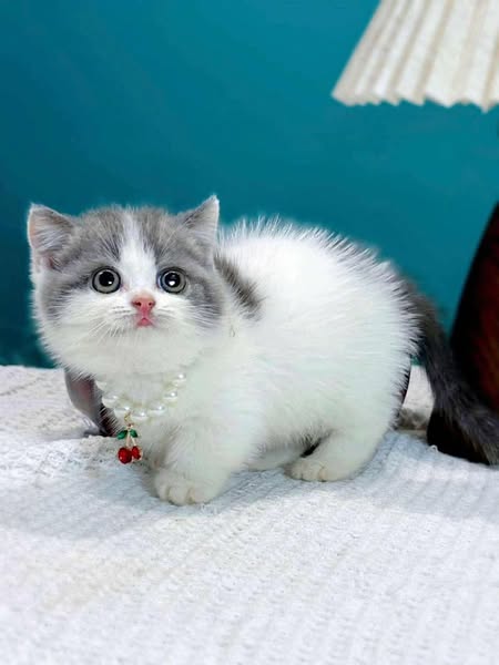 Munchkin