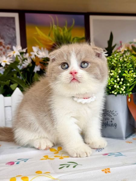Scottish Fold