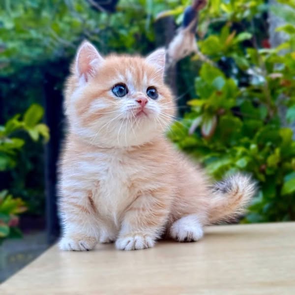 Munchkin
