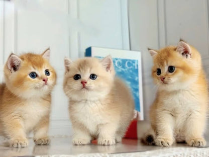Munchkin