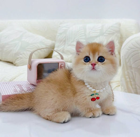 Munchkin