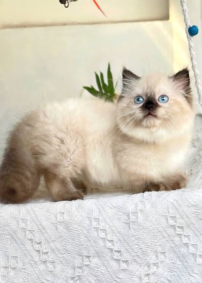 Munchkin Longhair