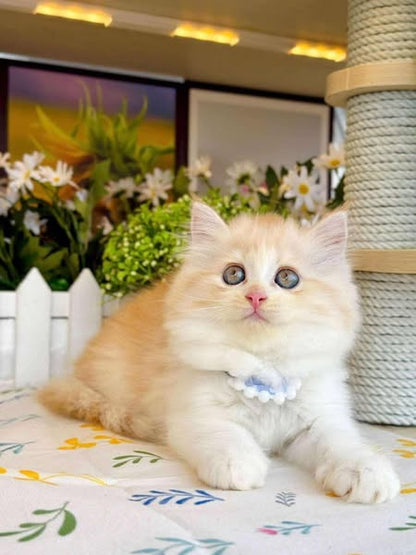 British Longhair
