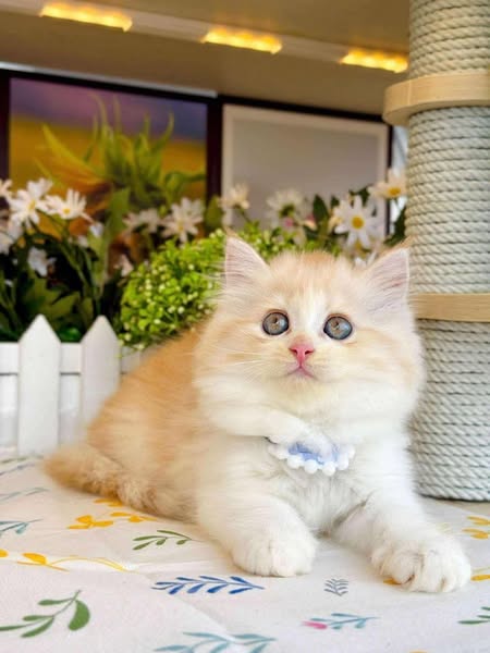 British Longhair