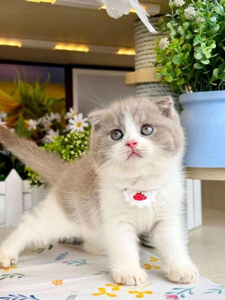 Scottish Fold