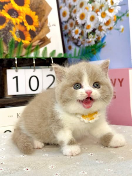 British Shorthair