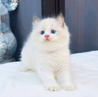 Ragdoll