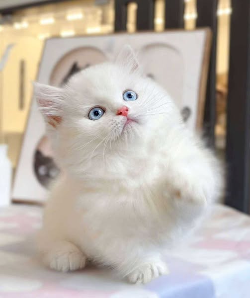 Munchkin Longhair