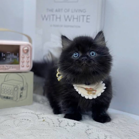 Munchkin Longhair