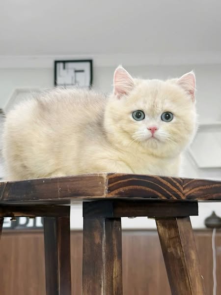 Munchkin