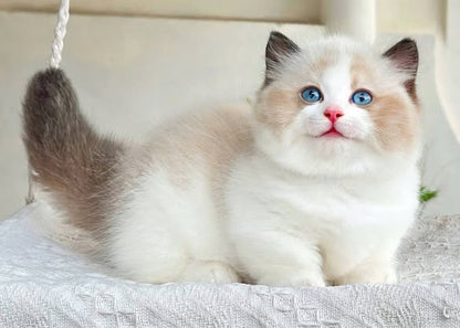 Munchkin Ragdoll