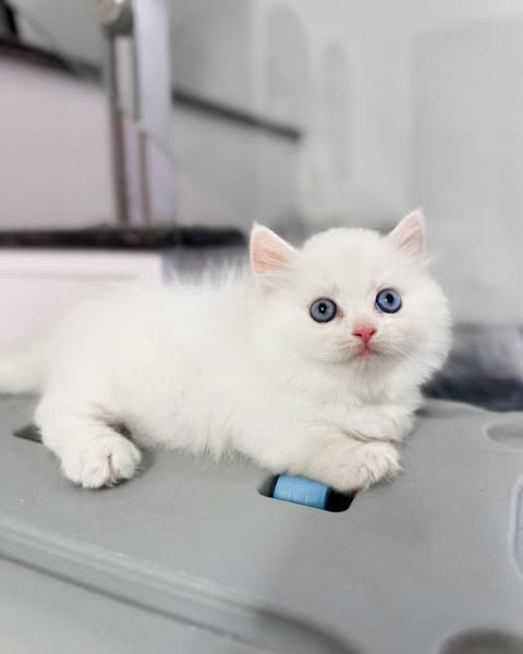 Munchkin Longhair
