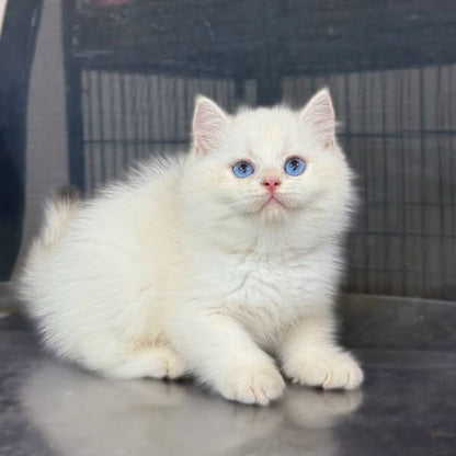 British Shorthair
