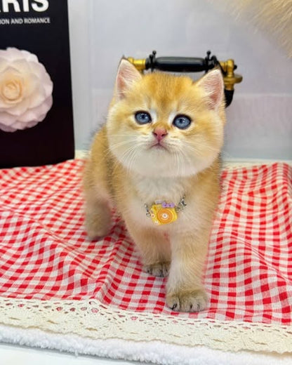 British Shorthair