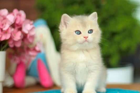 British Shorthair