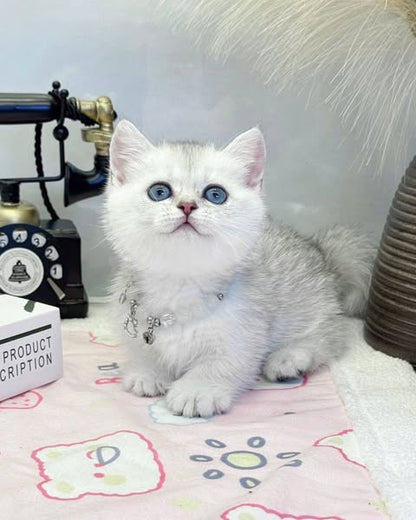 Munchkin