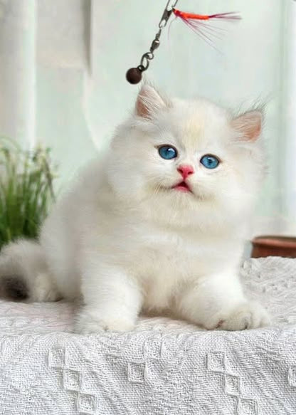British Longhair
