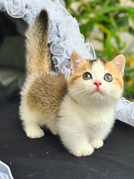 Munchkin