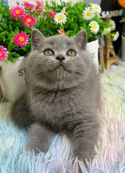 British Shorthair