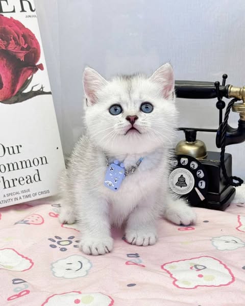British Shorthair