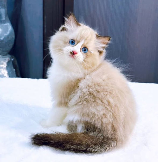 Ragdoll