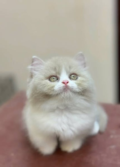 Munchkin Longhair