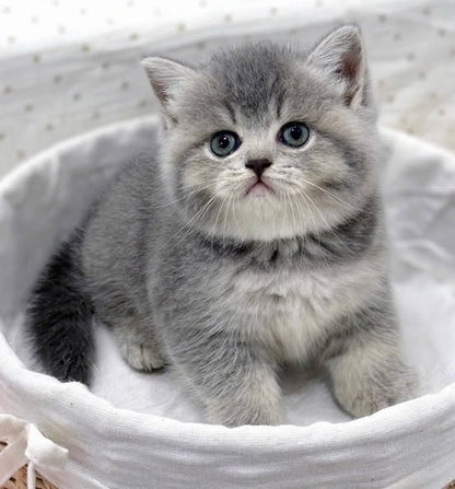 British Shorthair