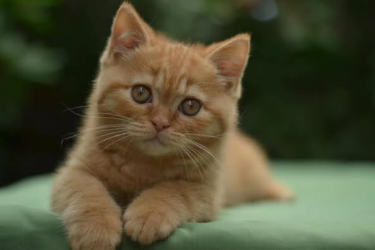 British Shorthair