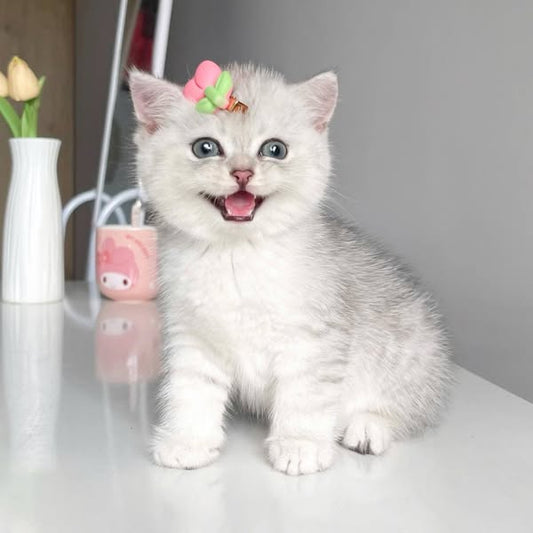 British Shorthair
