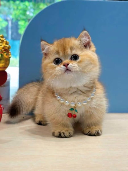 Munchkin