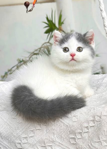 Munchkin