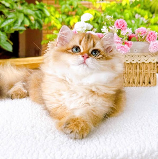 British Longhair
