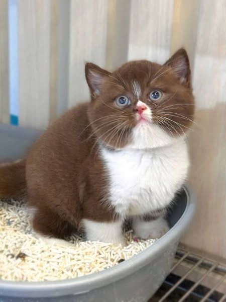 British Shorthair