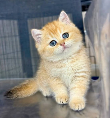British Shorthair