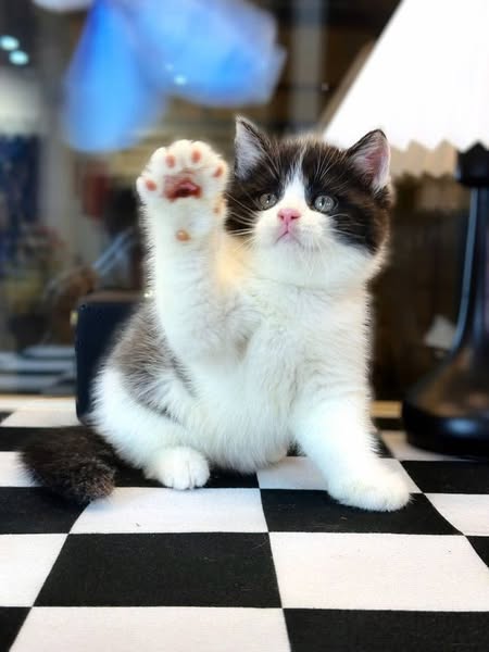British Shorthair