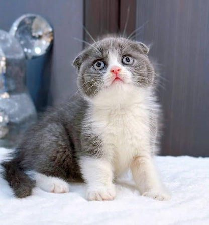 Scottish Fold