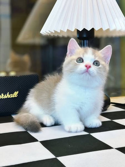 Munchkin