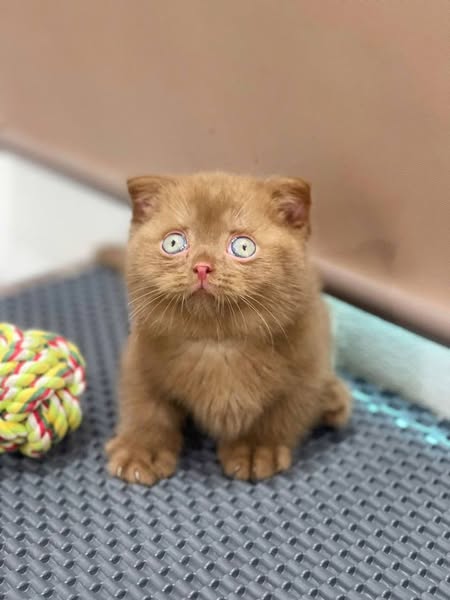 Munchkin Fold